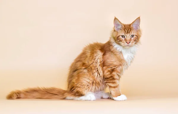 Gattino Rosso Righe Maine Coon Sfondo Beige — Foto Stock