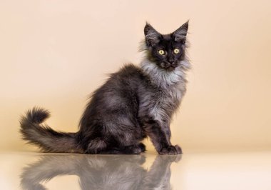 bej renkli arka plan üzerinde maine coon ile gri kedi yavrusu