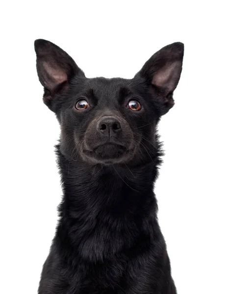 Black Dog Looking White Background — Stock Photo, Image