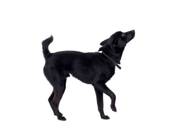 melez siyah köpek beyaz arka planı arıyorum