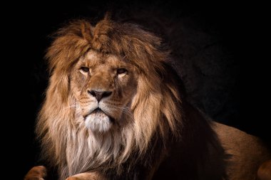 bir aslan seyir portresi