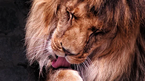 Lion Licking His Paw — Stock Photo, Image