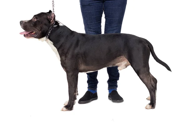 Staffordshire Terrier Perro Está Lado Pleno Crecimiento Sobre Fondo Blanco —  Fotos de Stock