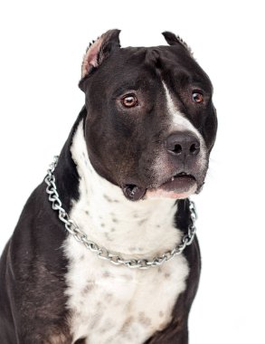 beyaz bir arka plan üzerinde Staffordshire terrier köpek portresi