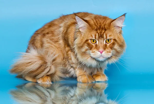 Red Cat Blue Background — Stock Photo, Image