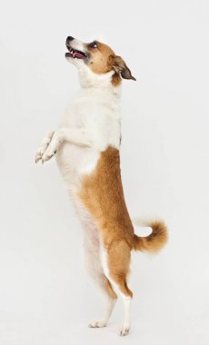 arka ayakları üzerinde gri bir arka plan üzerinde köpek duran