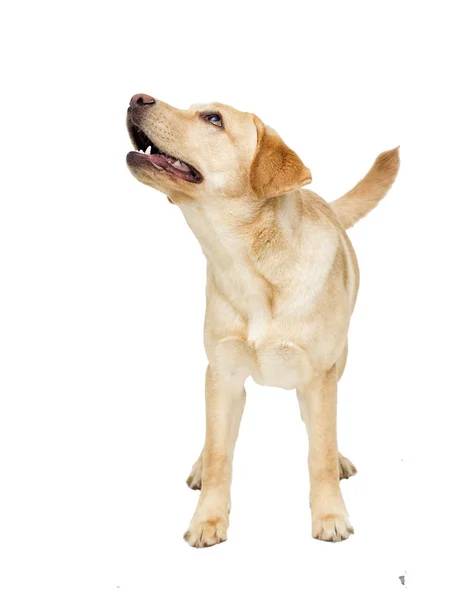 Cachorro Labrador Mirando Fondo Blanco — Foto de Stock