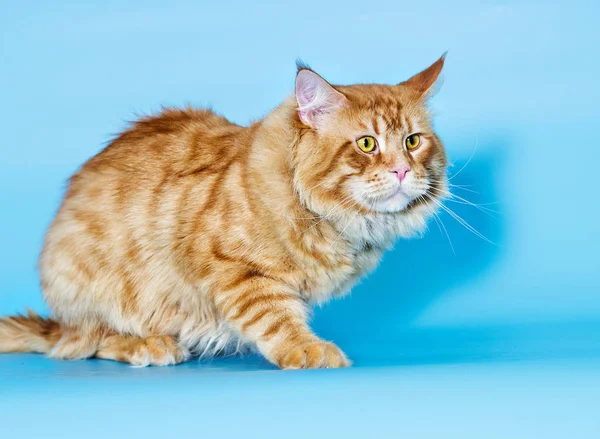 Червоний Кіт Синьому Фоні — стокове фото