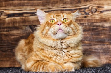 ahşap bir arka plan üzerinde Maine Coon kedi