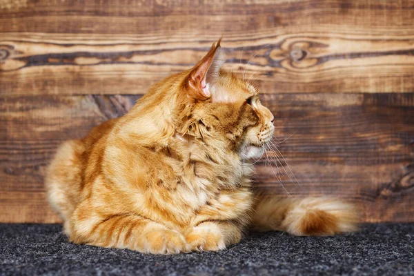 Gato Maine Coon Sobre Fondo Madera — Foto de Stock