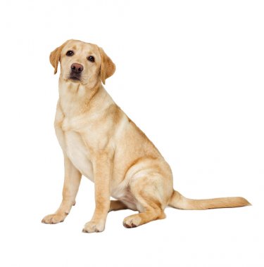 labrador yavru beyaz arka planı arıyorum