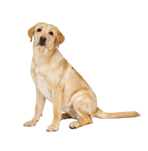 Labrador Puppy Looking White Background — Stock Photo, Image