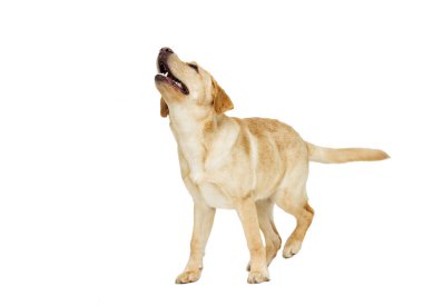 bej labrador ararken