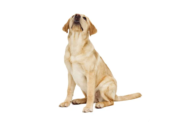 Cachorro Labrador Mirando Fondo Blanco — Foto de Stock