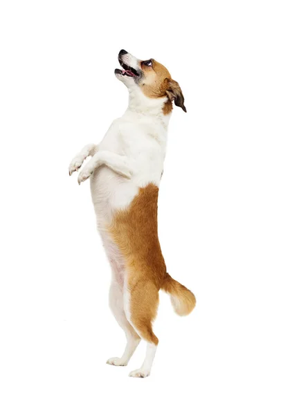 Pies Stojący Tylnych Nogach — Zdjęcie stockowe
