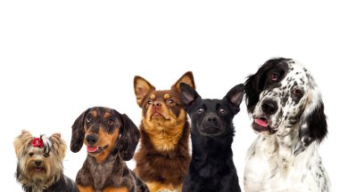 arayan köpekler kümesi