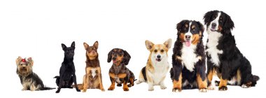 Köpekler beyaz bir arka plan üzerinde kümesi