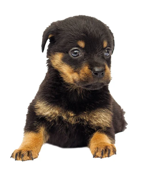 Cachorro pequeño de rottweiler sobre fondo blanco — Foto de Stock