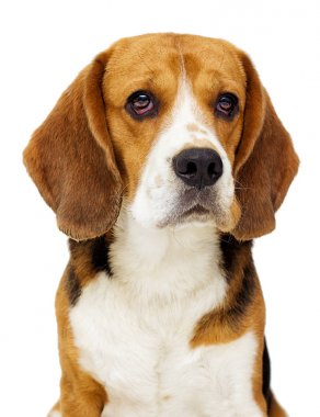 Beyaz bir arka plan üzerinde Beagle köpek