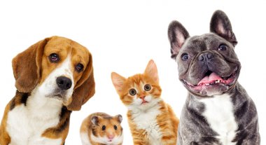 kedi ve köpek ve hamster
