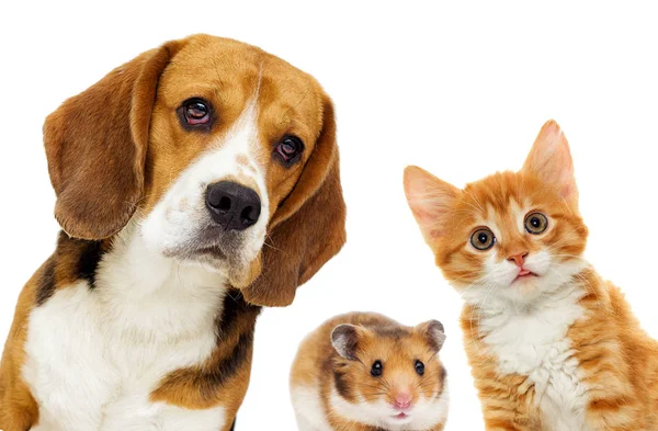 Gato e cão e hamster — Fotografia de Stock