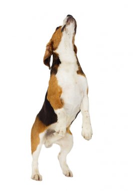 Beyaz bir arka plan üzerinde atlama beagle köpek