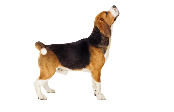 Beagle cane si trova lateralmente in piena crescita su uno sfondo bianco — Foto Stock