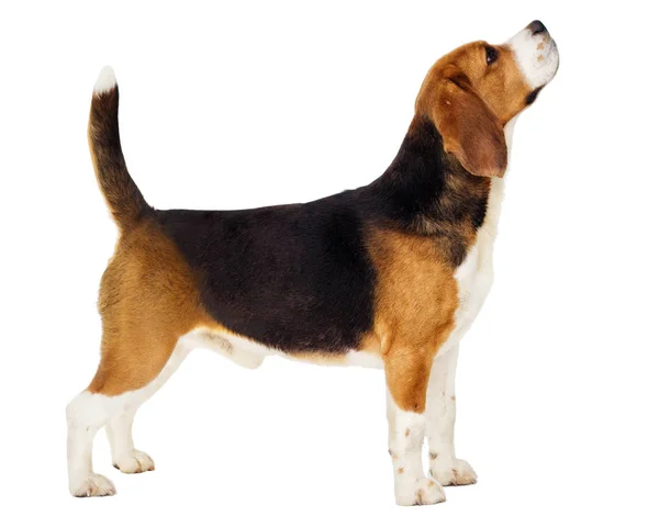 Beagle pies stoi bokiem w pełni wzrostu na białym tle — Zdjęcie stockowe