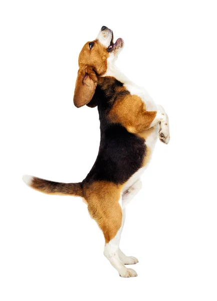 Beyaz bir arka plan üzerinde atlama beagle köpek — Stok fotoğraf