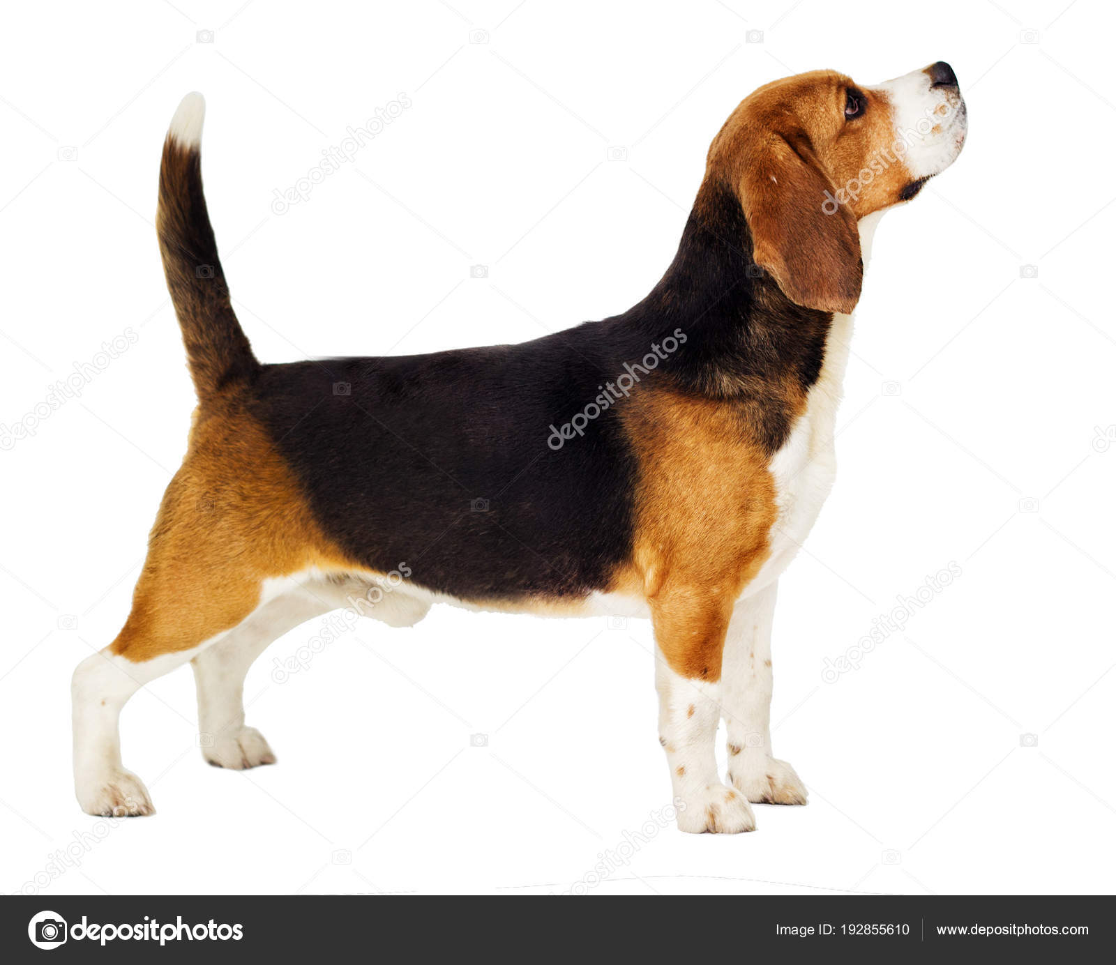 Beagle Hund steht seitlich in vollem Wachstum auf weißem Hintergrund