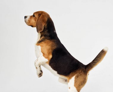 beagle köpek kadar atlama