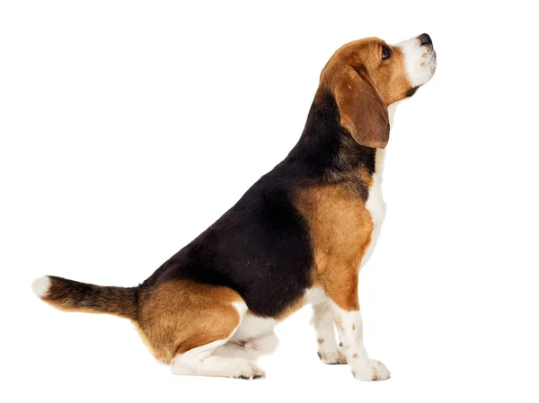 Beagle pies siedzi bokiem na białym tle — Zdjęcie stockowe