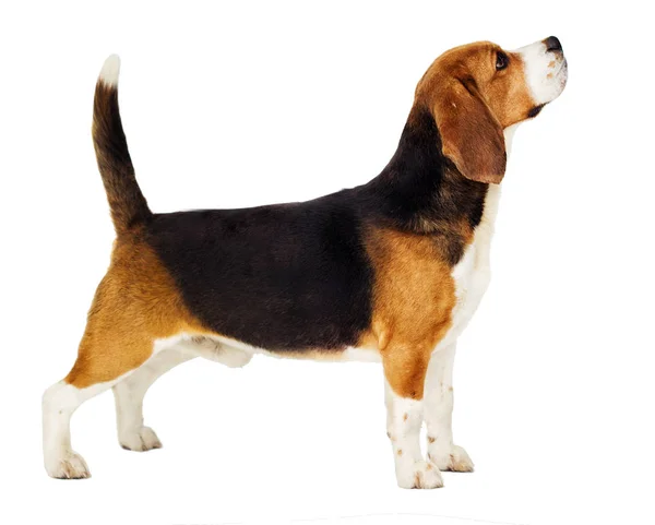 Beagle cane si trova lateralmente in piena crescita su uno sfondo bianco — Foto Stock