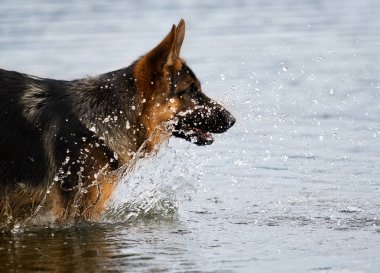 Sahilde suda köpek çoban