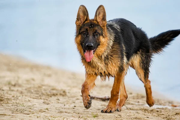 Pastevecký pes ve vodě na pláži — Stock fotografie