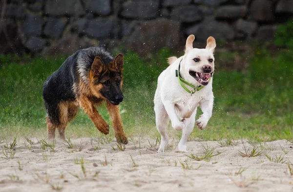Бежевый лабрадор и пастушья собака бегут — стоковое фото