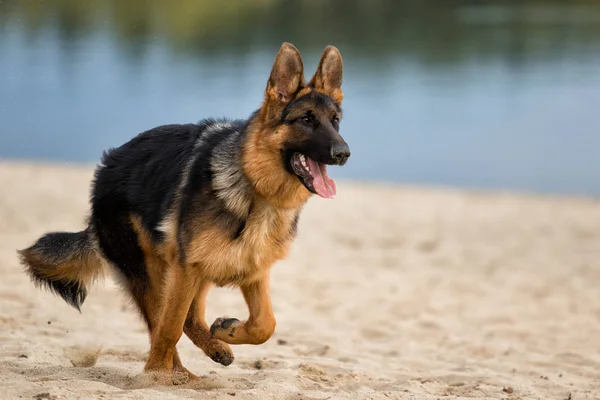 shepherd dog runs on the beach