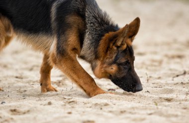 Çoban köpeği bir iz koklama