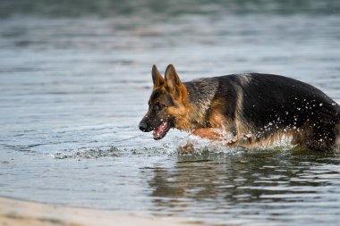 Çoban köpeği kumsalda ıslak