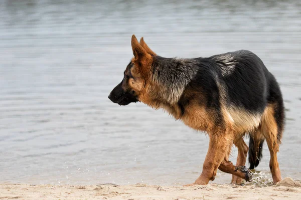 Mokry pies Owczarek na plaży — Zdjęcie stockowe