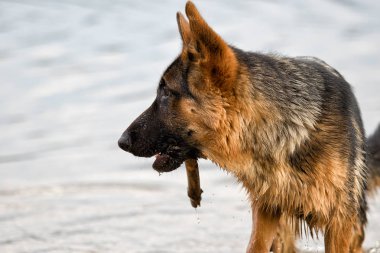 Çoban köpeği kumsalda ıslak