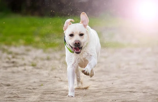 Beige labrador dog running on the sand in summer — Stock Photo, Image