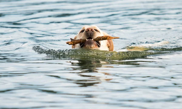 बेज लैब्राडोर कुत्ता पानी में तैरता है — स्टॉक फ़ोटो, इमेज
