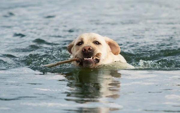 Бежевый лабрадор собака плавает в воде — стоковое фото