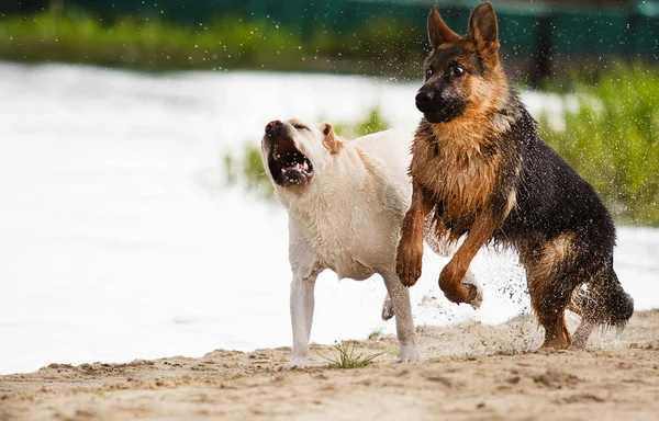 Anjing dimainkan di pantai — Stok Foto