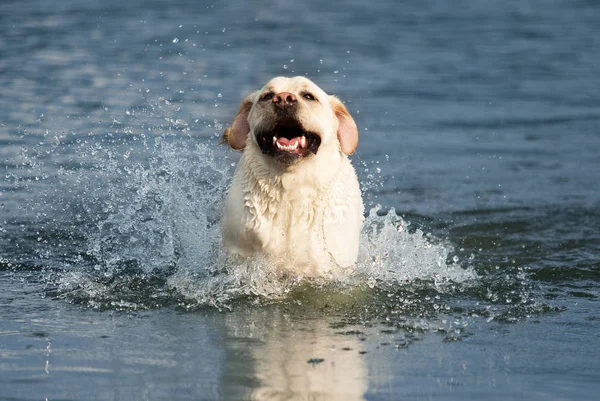 Labrador kutya a vizet permetező — Stock Fotó