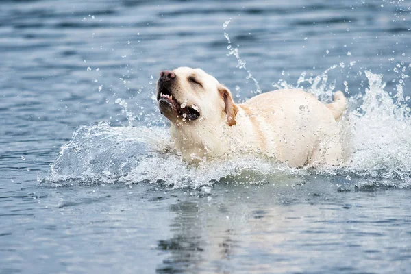 Labrador cane in esecuzione in spruzzi d'acqua — Foto Stock