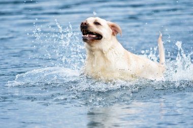 Su sıçramasına çalıştıran Labrador köpek