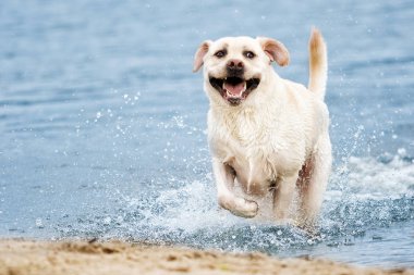 Su sıçramasına çalıştıran Labrador köpek