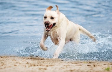 Sahilde Su sprey çalışan labrador köpek
